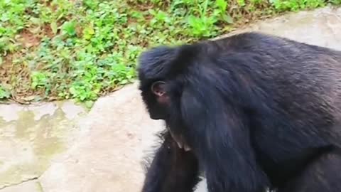 Look at this chimpanzee can do laundry