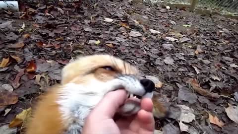 Una volpe voleva mangiarsi un gatto randagio, ma è successo qualcosa di incredibile