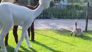 Curious Alpacas Investigate Kitty