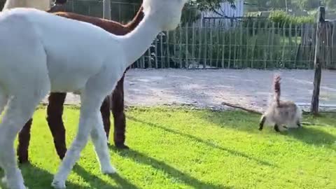 Curious Alpacas Investigate Kitty