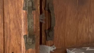 Saucy Squirrel Builds Nest in Cabinet