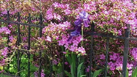 Azaleas garden