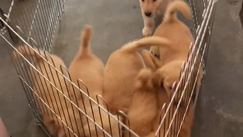 Puppies Won't Let Enclosure Keep Them Away From Mom