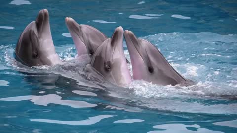 Dolphins at a show