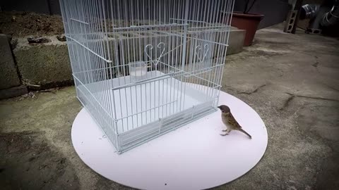 TR Technology: Bird Trap technology made from Cardboard . Amazing bird trap