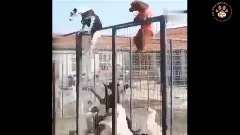 Cute pet escaping gate