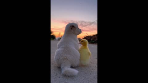 the puppy and the duck go home together