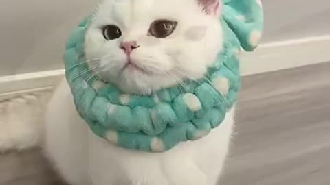 Cute Cats and Funny Animals Compilation#361 😹 Try Not To Laugh Challenge 💚