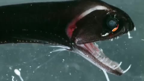 The Most Populated Deep Seas Fish In The World!