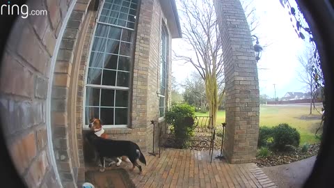 Family Dogs Learn to Use Ring Video Doorbell to Get Owner’s Attention RingTV