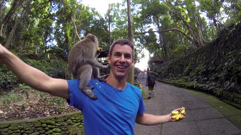 Monkey Forest Ubud Bali Indonesia