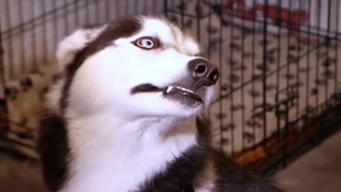 The Demon Husky: Diesel | (Full Episode) | It's Me or The Dog