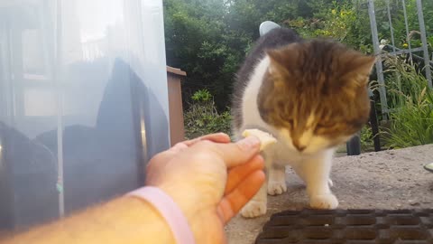 Cat Stuck in Brickwork of New Construction