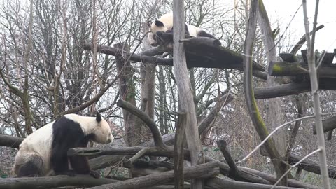 PAWS FOR CELEBRATION: World's Oldest Zoo Marks 20 Years Of Panda Conservation Efforts