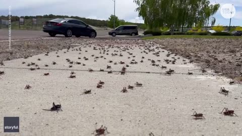 Millions of 'nightmarish' Mormon crickets invade cities | USA TODAY