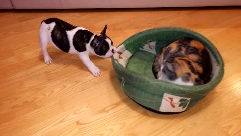 Puppy Attempts To Reclaim Bed From Cat