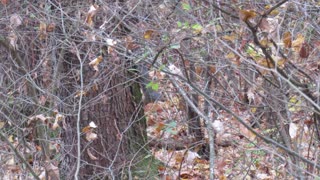 Grey Squirrel