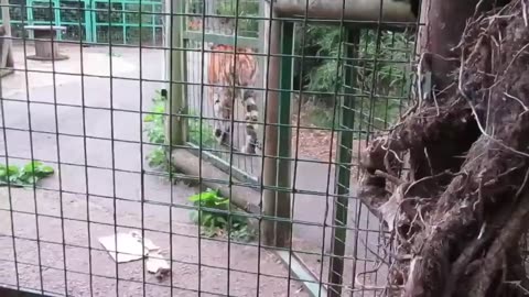 The tiger Panthera tigris tigris