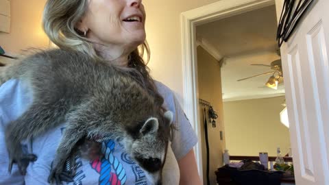 Rescued Raccoon Helps With Morning Routine