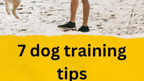 7 dog training tips