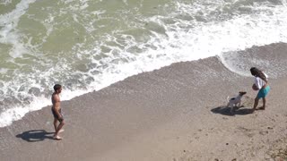 Dog at the beach