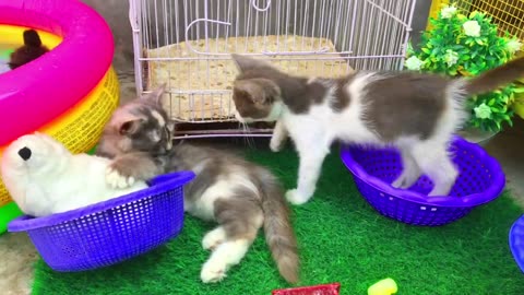 Cute kittens funny animal video
