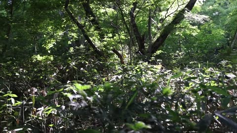 "Embarking on an Extraordinary Quest: In Pursuit of Japan's Enigmatic Giant Salamanders!"