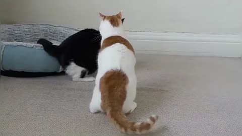 Crazy Cat Fight