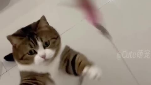"Epic Cat Fails - Try Not to Laugh Challenge"