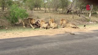 Lions attack buffalo meters from tourists