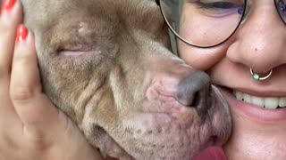Rescued Pup Wakes Up in Loving Home