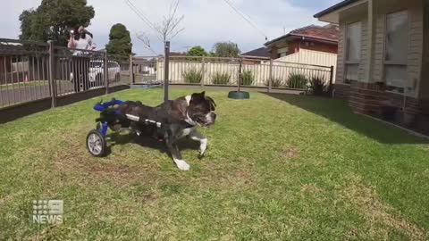 Dog with spinal injury defies the odds | 9 News Australia