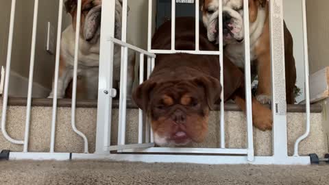 Bulldogs Attempt Jail Break