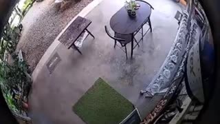Snake Startles Person on Patio