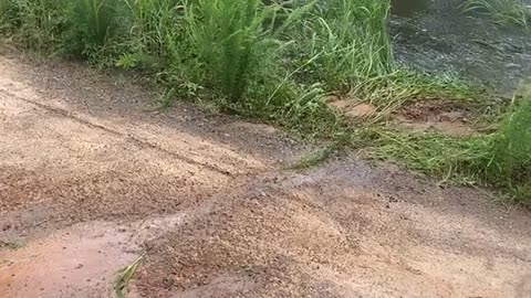 Boat Jumps the Road