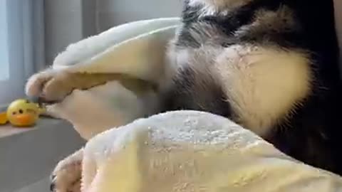 Puppy's Bath time