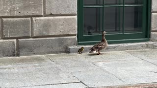 Duckling rescued from sewer in Montreal, reunited with mother