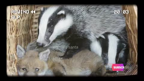 Abandoned Baby Fox Forms A Great Friendship With Two Young Orphaned Badgers At Animal Sanctuary ❤