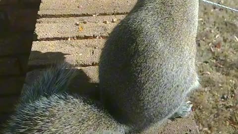 Feeding squirrel peanuts 🥜🐿️