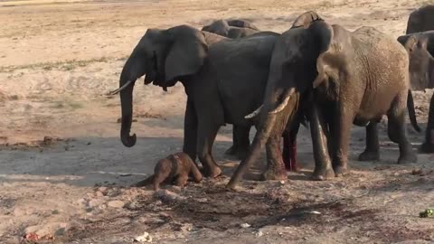 Mother elephant gives birth in the African wild