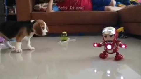 Angry dog doesn't get along with his toy