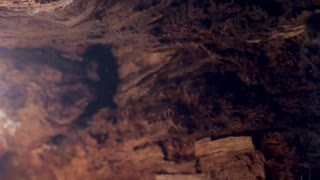 Dropping Phone in Hollowed-Out Tree While Filming Hiding Kitten