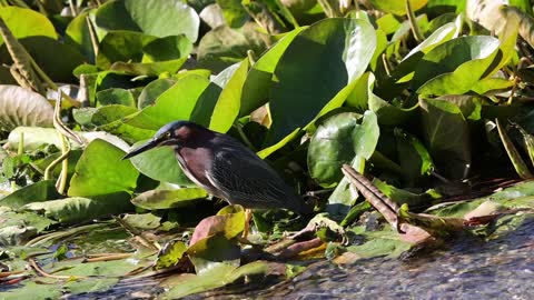 Green Heron patiently waits for a snack