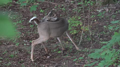 Deer Finally Come In! (Hunting Whitetails In Early Bow Season)