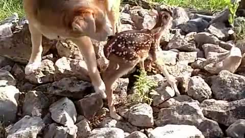deer and cat❤😧😲