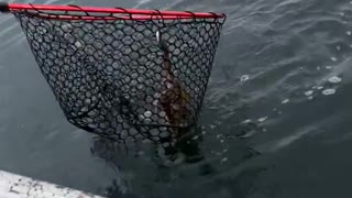 Fishing Net Doesn't Stop Octopus Ink