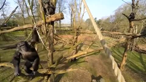 Chimpanzee knocks drone out of sky with stick in Netherlands zoo