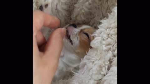 No matter how pulled tongue,cute dog never get up