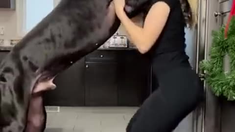 Slobbery Great Dane Loves To Sink Drink