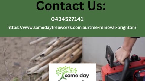 Expert Tree Removal in Brighton: Trust Us for Professional Solutions